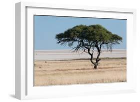 Tree at Etosha Pan-Ivana Tacikova-Framed Photographic Print