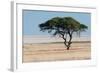 Tree at Etosha Pan-Ivana Tacikova-Framed Photographic Print