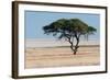 Tree at Etosha Pan-Ivana Tacikova-Framed Photographic Print