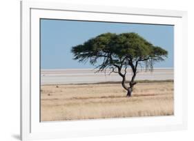 Tree at Etosha Pan-Ivana Tacikova-Framed Photographic Print