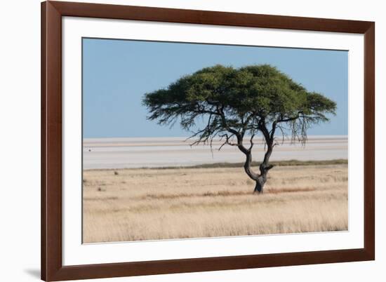 Tree at Etosha Pan-Ivana Tacikova-Framed Photographic Print