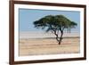 Tree at Etosha Pan-Ivana Tacikova-Framed Photographic Print