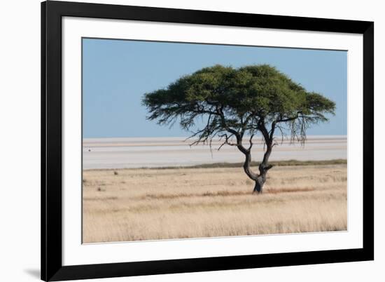 Tree at Etosha Pan-Ivana Tacikova-Framed Photographic Print