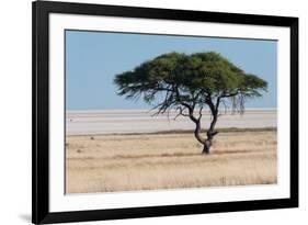 Tree at Etosha Pan-Ivana Tacikova-Framed Photographic Print