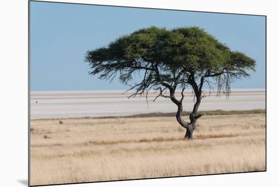 Tree at Etosha Pan-Ivana Tacikova-Mounted Photographic Print