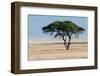 Tree at Etosha Pan-Ivana Tacikova-Framed Photographic Print