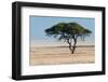 Tree at Etosha Pan-Ivana Tacikova-Framed Photographic Print