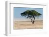 Tree at Etosha Pan-Ivana Tacikova-Framed Photographic Print