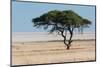 Tree at Etosha Pan-Ivana Tacikova-Mounted Photographic Print