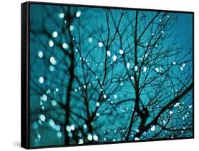 Tree at Night with Lights-Myan Soffia-Framed Stretched Canvas