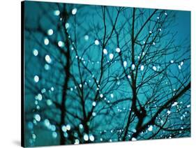 Tree at Night with Lights-Myan Soffia-Stretched Canvas