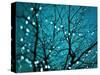 Tree at Night with Lights-Myan Soffia-Stretched Canvas