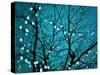 Tree at Night with Lights-Myan Soffia-Stretched Canvas