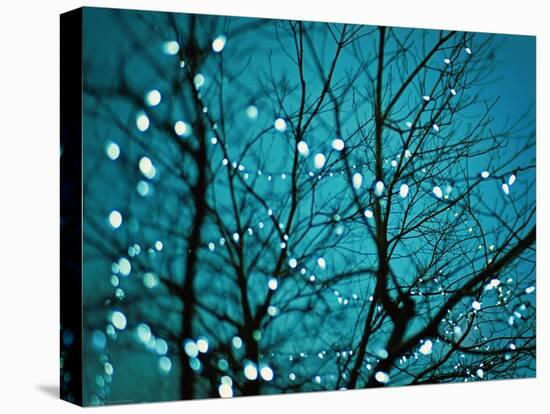 Tree at Night with Lights-Myan Soffia-Stretched Canvas