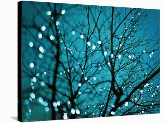 Tree at Night with Lights-Myan Soffia-Stretched Canvas