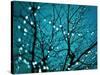 Tree at Night with Lights-Myan Soffia-Stretched Canvas