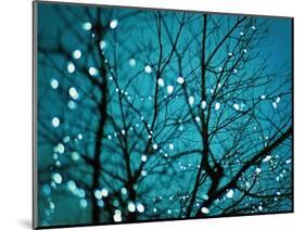 Tree at Night with Lights-Myan Soffia-Mounted Photographic Print