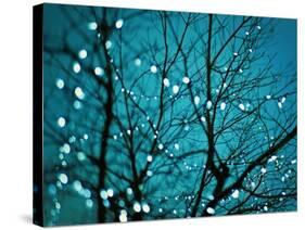 Tree at Night with Lights-Myan Soffia-Stretched Canvas