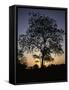 Tree at Sunset, South Africa-Ryan Ross-Framed Stretched Canvas