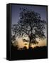 Tree at Sunset, South Africa-Ryan Ross-Framed Stretched Canvas