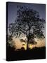 Tree at Sunset, South Africa-Ryan Ross-Stretched Canvas