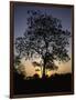 Tree at Sunset, South Africa-Ryan Ross-Framed Premium Photographic Print