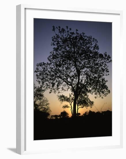 Tree at Sunset, South Africa-Ryan Ross-Framed Photographic Print