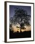Tree at Sunset, South Africa-Ryan Ross-Framed Photographic Print