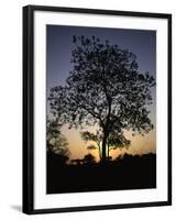 Tree at Sunset, South Africa-Ryan Ross-Framed Photographic Print