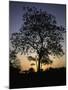 Tree at Sunset, South Africa-Ryan Ross-Mounted Photographic Print