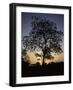 Tree at Sunset, South Africa-Ryan Ross-Framed Photographic Print