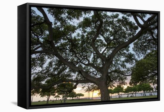 Tree at Sunset with Red Glow-Terry Eggers-Framed Stretched Canvas