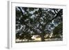 Tree at Sunset with Red Glow-Terry Eggers-Framed Photographic Print