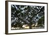 Tree at Sunset with Red Glow-Terry Eggers-Framed Photographic Print