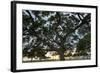 Tree at Sunset with Red Glow-Terry Eggers-Framed Photographic Print