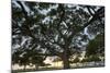 Tree at Sunset with Red Glow-Terry Eggers-Mounted Photographic Print