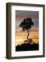 Tree at Sunset-Darrell Gulin-Framed Photographic Print