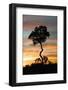 Tree at Sunset-Darrell Gulin-Framed Photographic Print