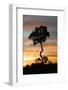 Tree at Sunset-Darrell Gulin-Framed Photographic Print