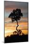 Tree at Sunset-Darrell Gulin-Mounted Photographic Print