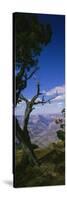 Tree at the Edge of a Canyon, Grand Canyon National Park, Arizona, USA-null-Stretched Canvas