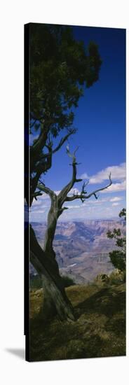 Tree at the Edge of a Canyon, Grand Canyon National Park, Arizona, USA-null-Stretched Canvas