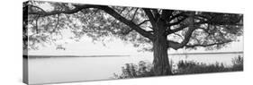 Tree at the Lakeside, Wisconsin, USA-null-Stretched Canvas