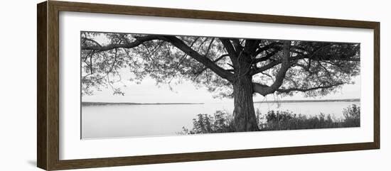 Tree at the Lakeside, Wisconsin, USA-null-Framed Photographic Print