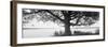 Tree at the Lakeside, Wisconsin, USA-null-Framed Photographic Print