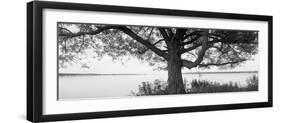 Tree at the Lakeside, Wisconsin, USA-null-Framed Photographic Print