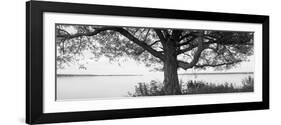 Tree at the Lakeside, Wisconsin, USA-null-Framed Photographic Print