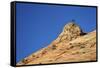 Tree Atop a Sandstone Hill, Zion National Park, Utah, United States of America, North America-James Hager-Framed Stretched Canvas