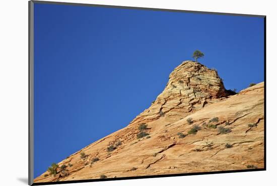 Tree Atop a Sandstone Hill, Zion National Park, Utah, United States of America, North America-James Hager-Mounted Photographic Print