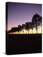 Tree Avenue at Sunset, Hohenlohe, Baden Wurttemberg, Germany, Europe-Markus Lange-Stretched Canvas